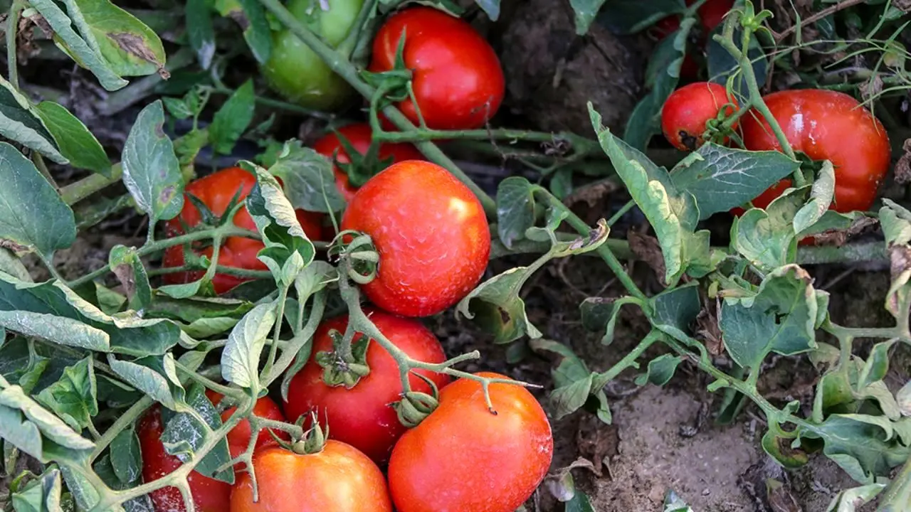 گوجه فرنگی‌های جنوب در راهند + عکس