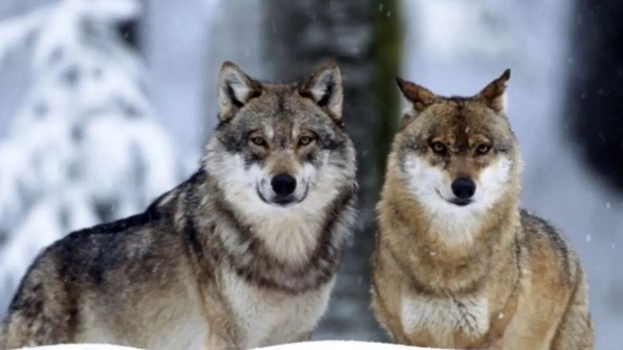 افزایش حمله گرگ‌ها به روستاهای گناباد
