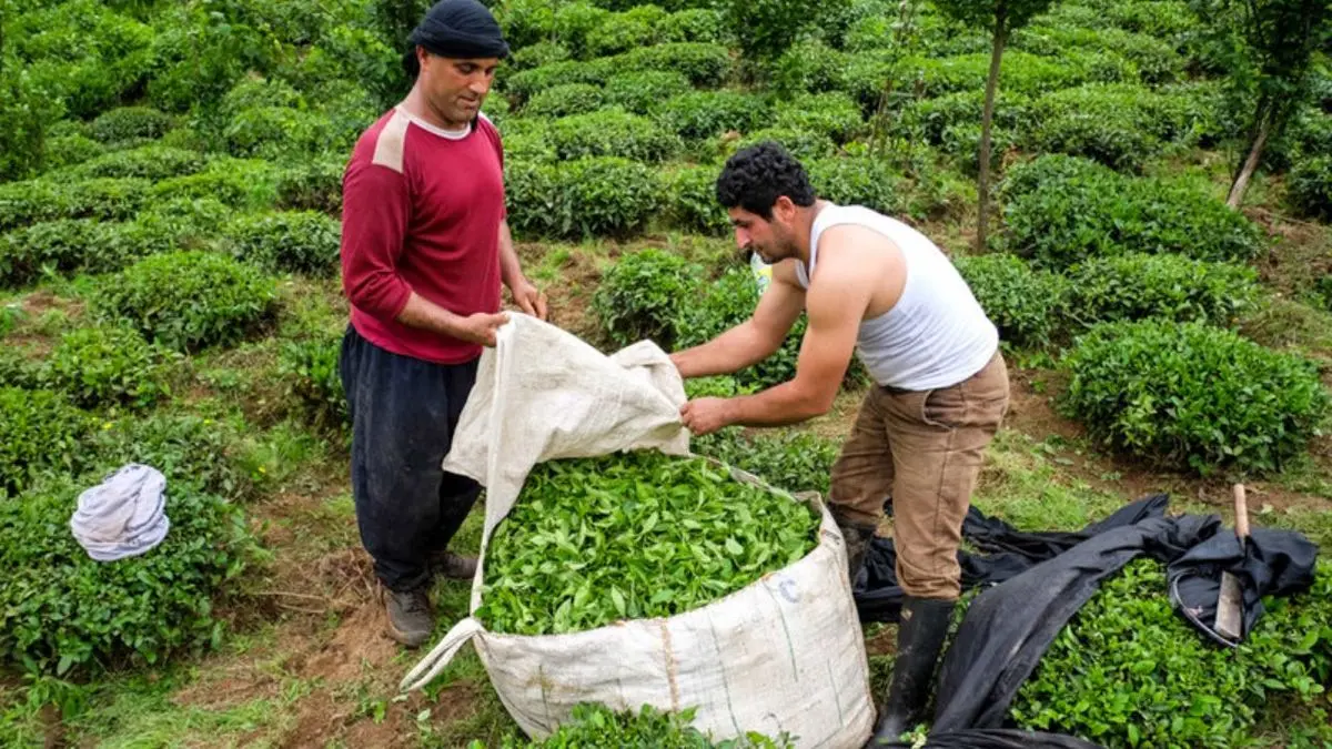 کاهش 13 هزار هکتاری اراضی کشت برگ سبز چای