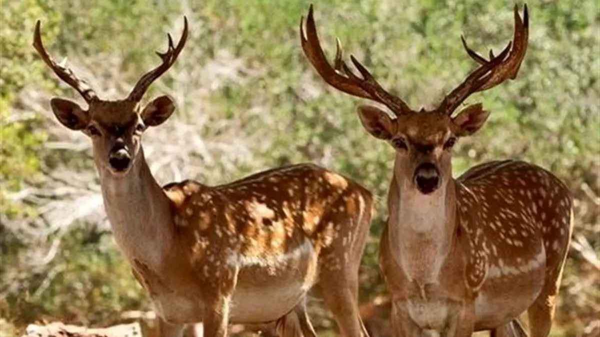 خانه گوزن زرد ایرانی نونوار شد