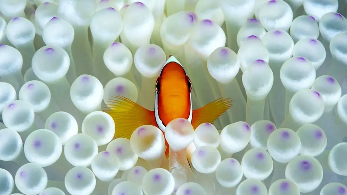 شکوه اقیانوس