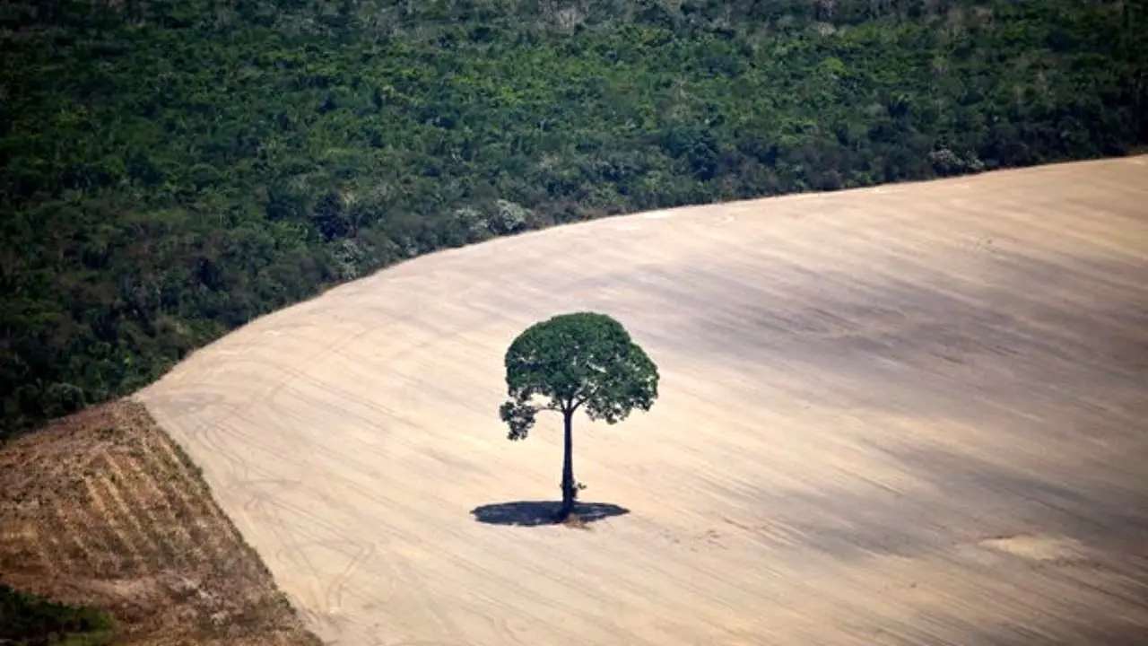 نابود شدن جنگل‌ها سبب کاهش بارندگی می‌شود