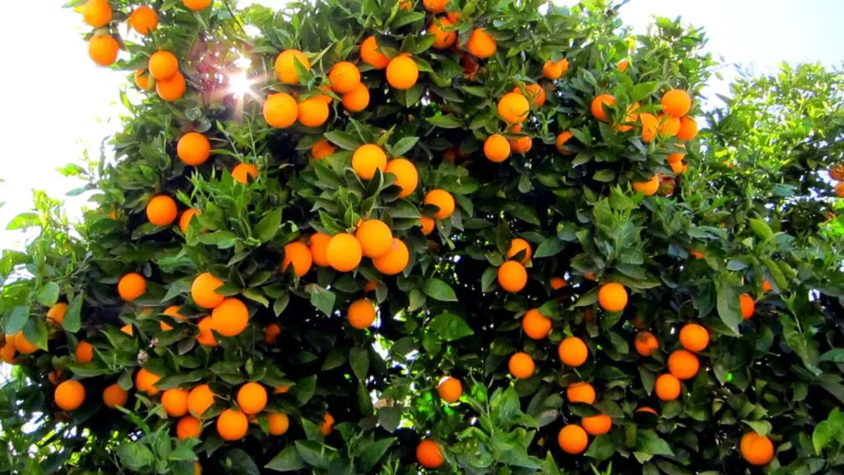 مازندران؛ بزرگترین تولیدکننده پرتقال کشور