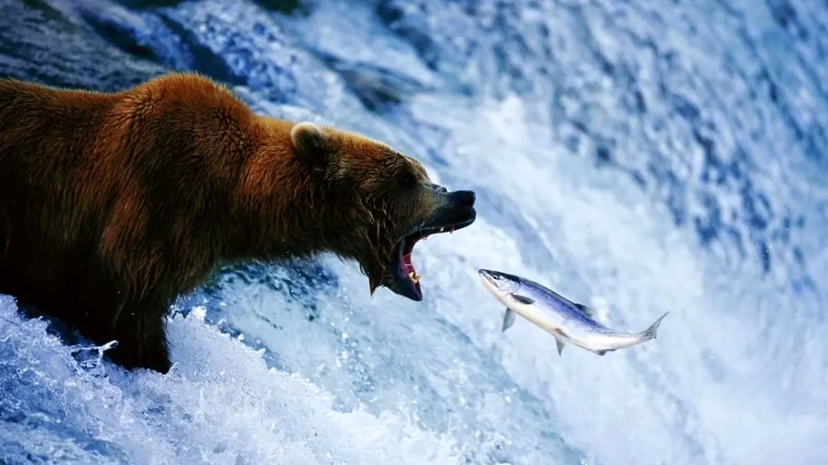 عکس روز اینستاگرام، عملیات انتحاری یک ماهی