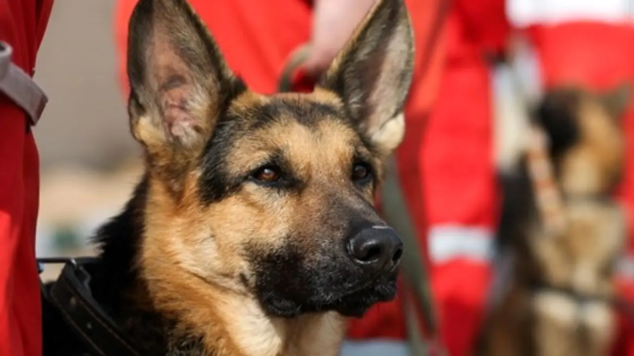 حضور 80 قلاده سگ زنده‌یاب برای امدادرسانی در حوادث + تصاویر