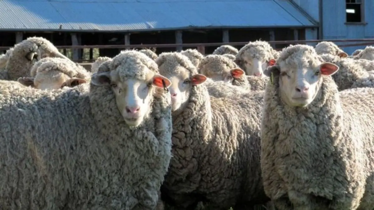 کشف 105 راس دام قاچاق در کرمانشاه