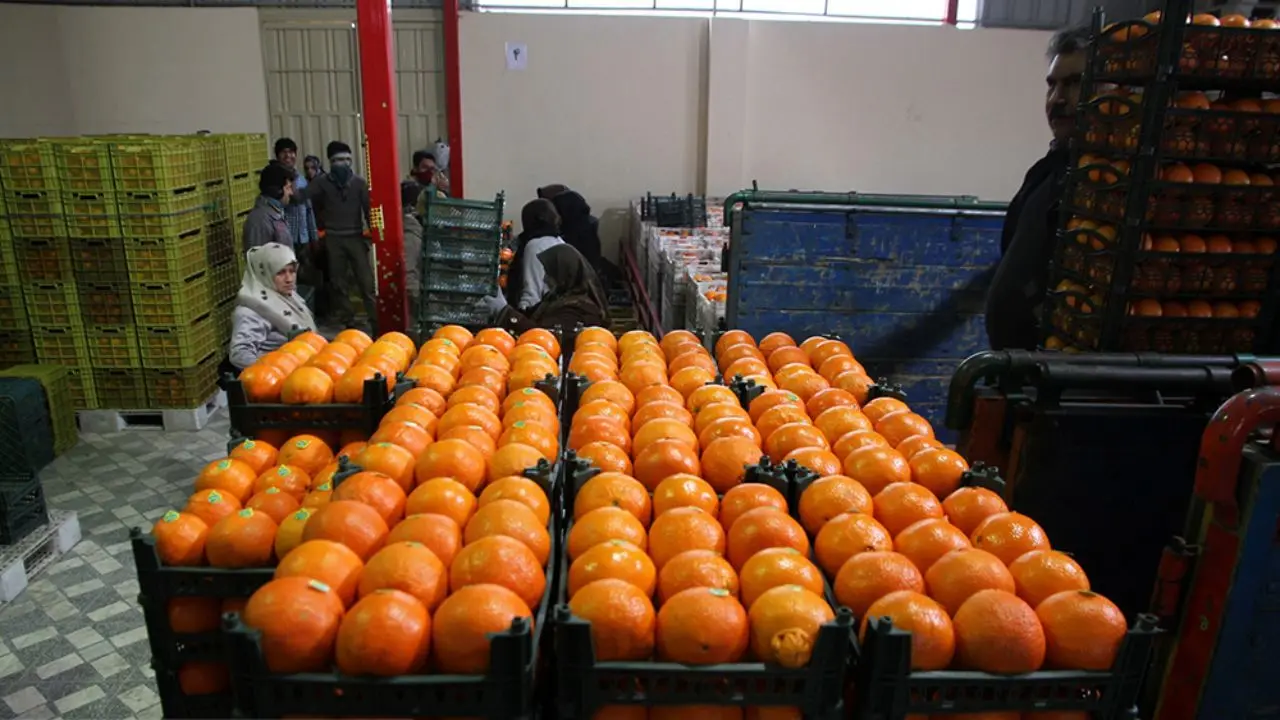 برای تامین بازار شب عید 40 هزار تن پرتقال ذخیره‌سازی شده است/ بیش از 500 هزار تن انواع میوه در انبارهای مازندران ذخیره شده است