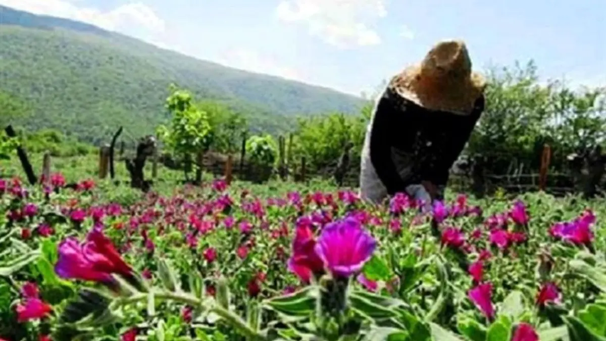 نامی از ایران در عرضه گیاهان دارویی دنیا نیست