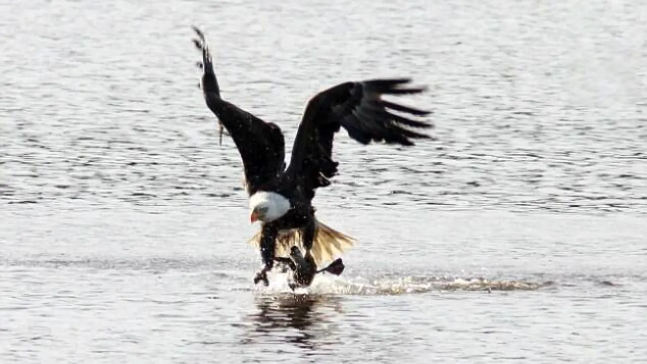 لحظه شکار اردک توسط عقاب + تصاویر