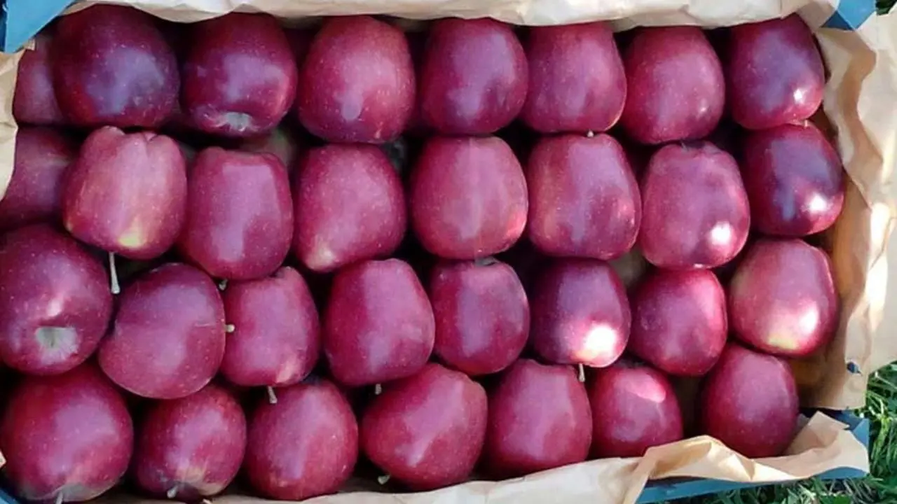 30 هزارتن سیب برای عید ذخیره سازی شده است