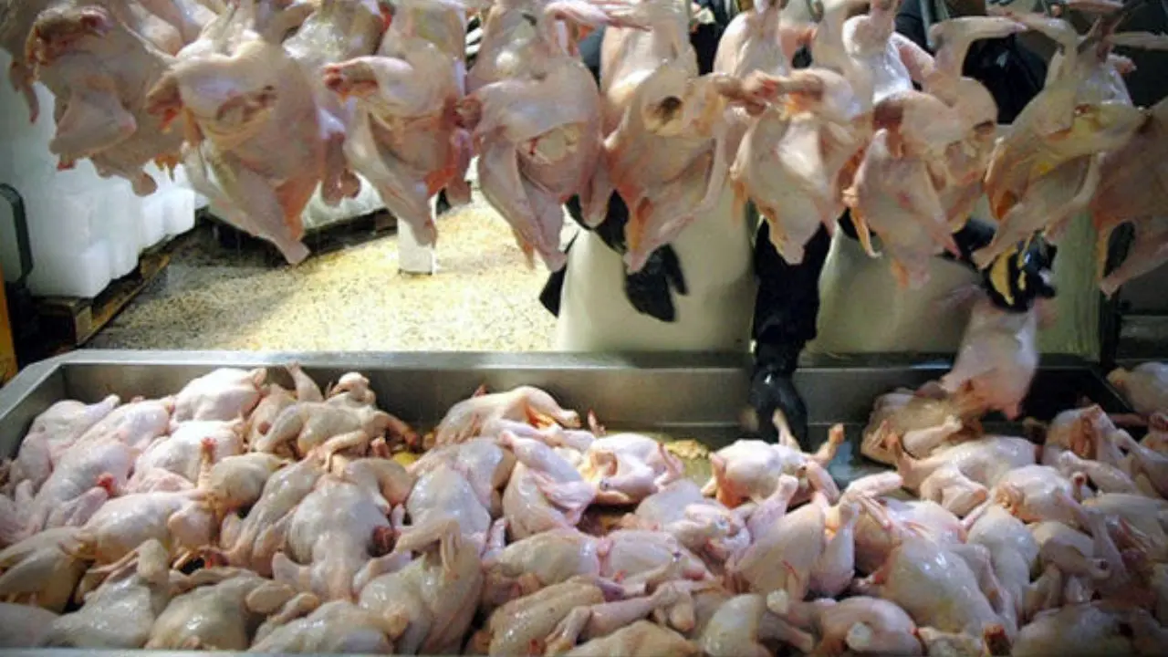 ممنوعیت صادرات مرغ به مدت 2 ماه