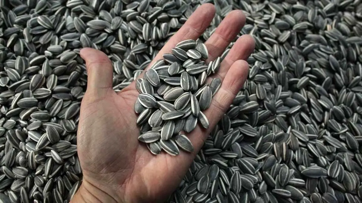 مجاز شدن واردات تخمه آفتابگردان با ارز ثانویه