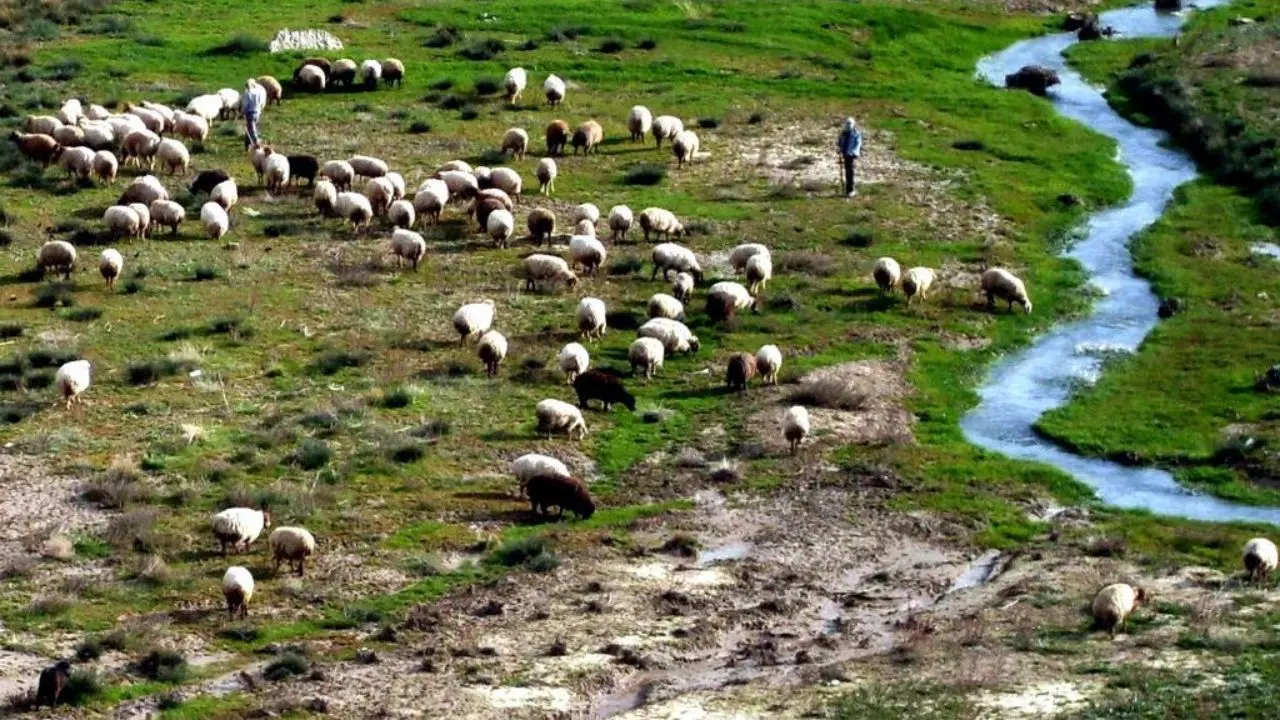 52 میلیون راس گوسفند در کشور داریم