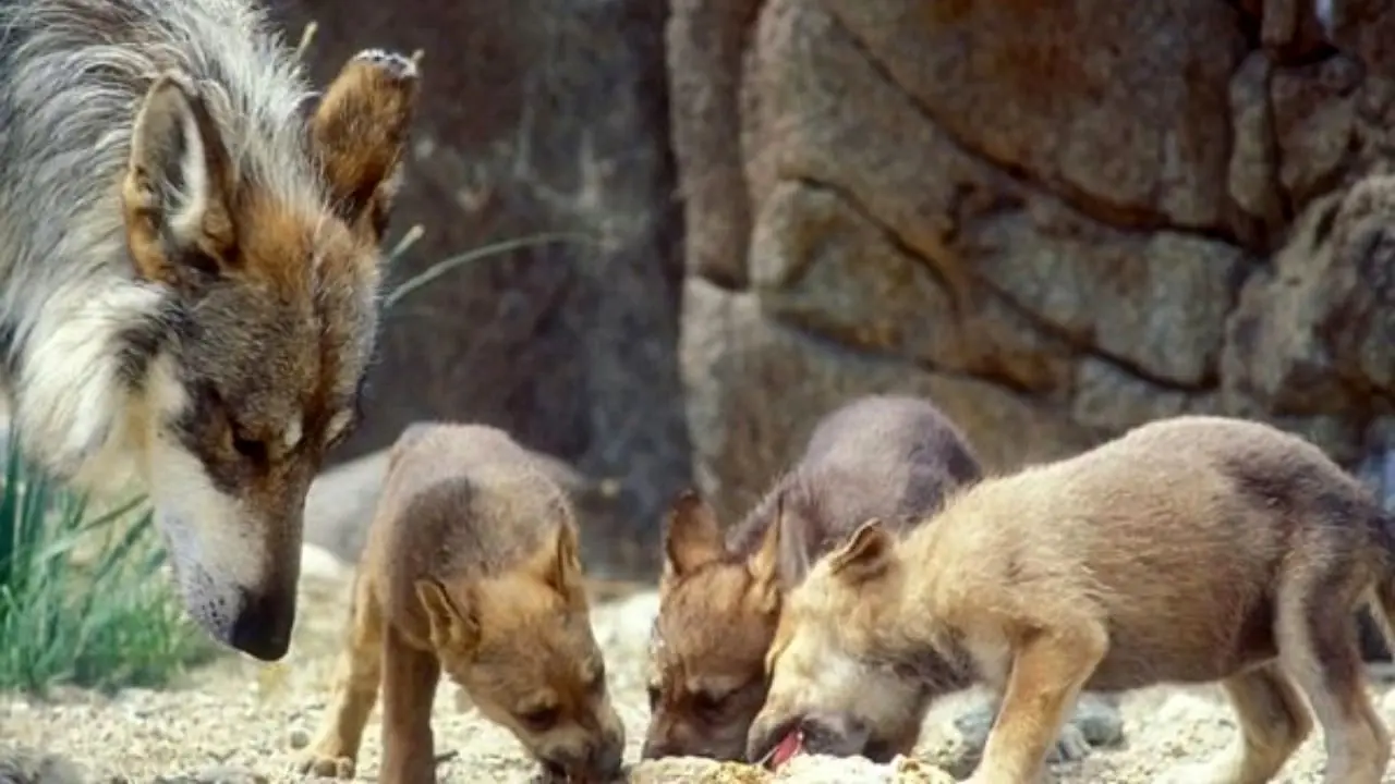 نسبت دادن حملات گرگ‌ها به انسان‌ها چقدر واقعیت دارد؟