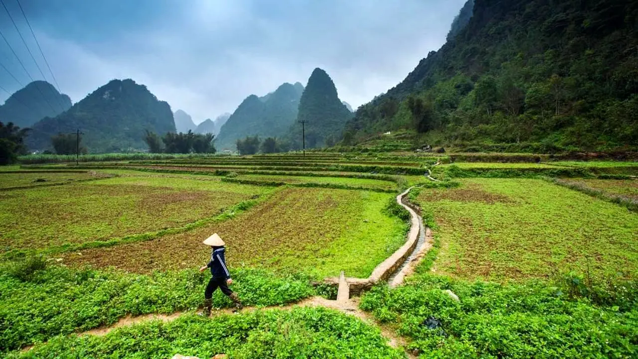 عکس روز اینستاگرام، مزرعه برنج در ویتنام