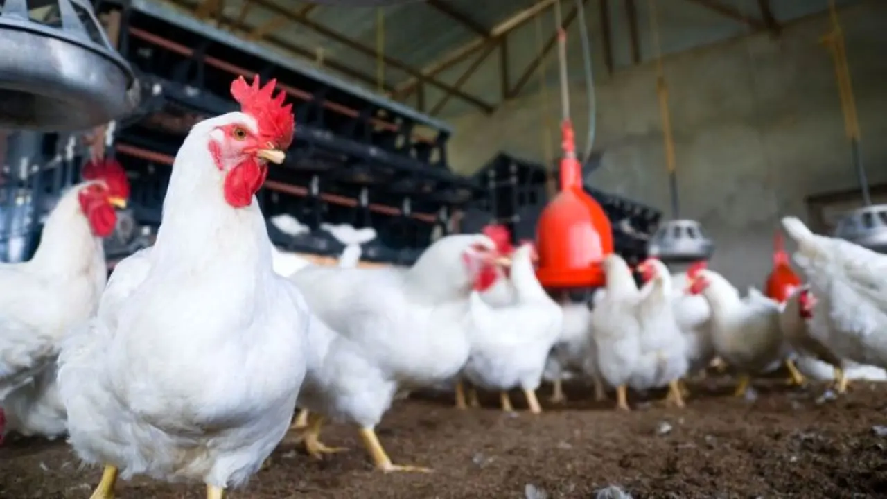 افزایش قیمت مرغ زنده در مرغداری‌ها