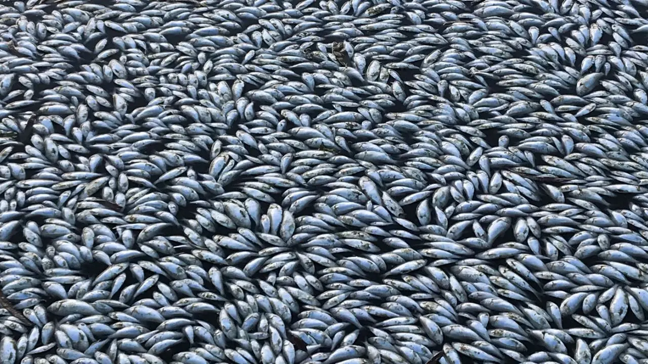 مرگ هزاران ماهی در اثر خشکسالی + تصاویر