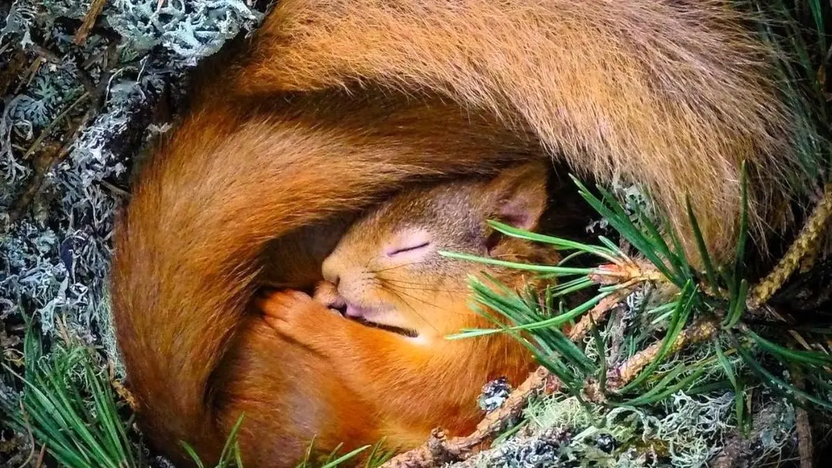 عکس روز اینستاگرام، خواب سنجاب