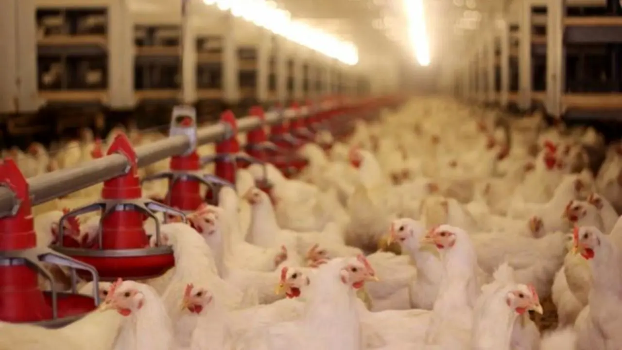 تورم تولیدکننده محصولات مرغداری‌های صنعتی به 33.19 رسید