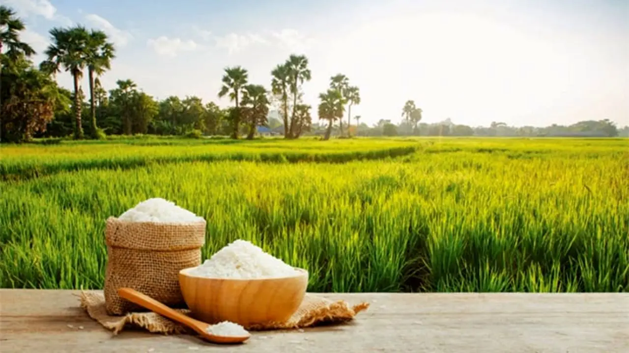 یک میلیون و 116 هزار تن برنج وارد کشور شد