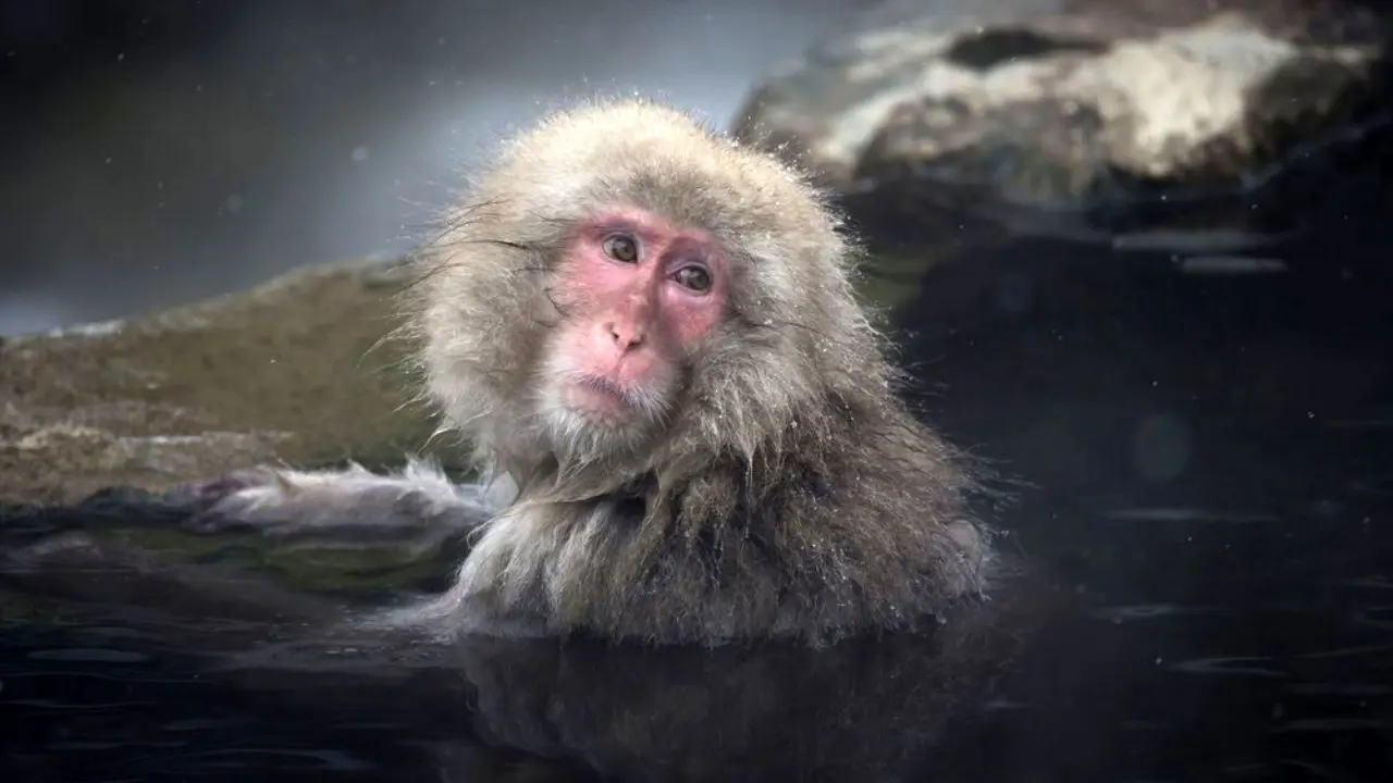آبتنی میمون‌ها در چشمه آب گرم + تصاویر