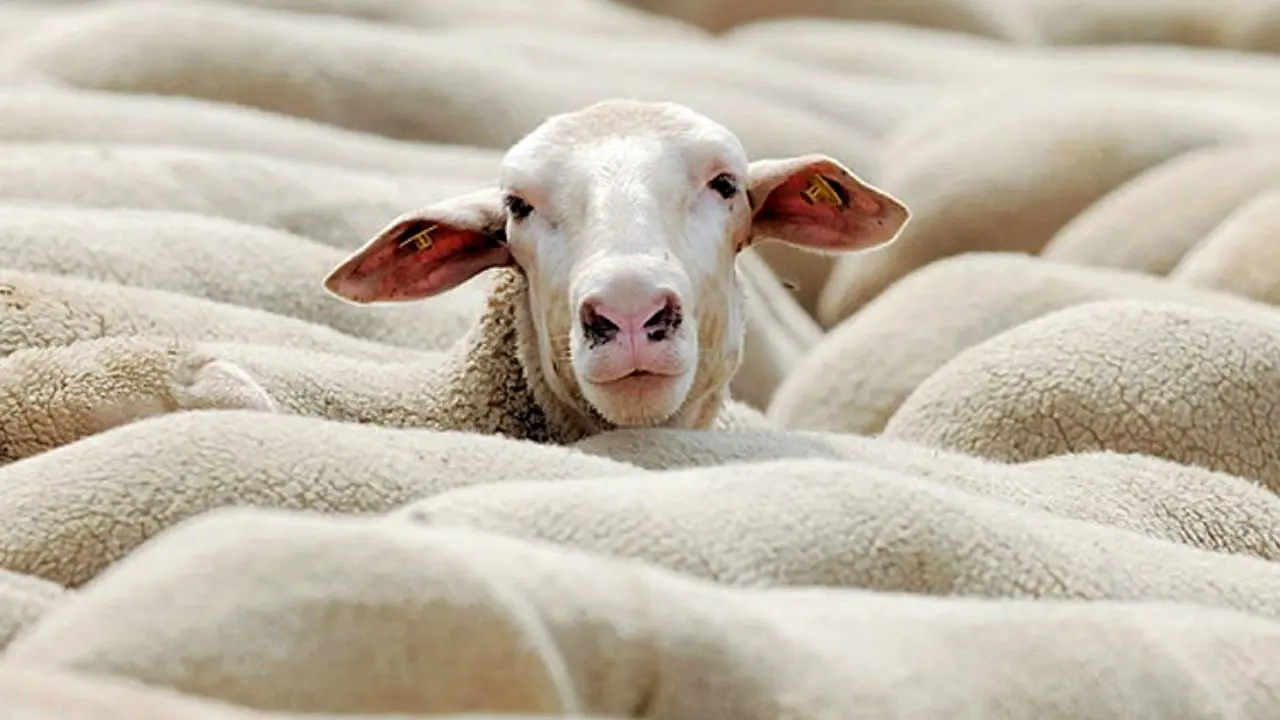 دُنبه گوسفند کیلویی 36 هزار تومان