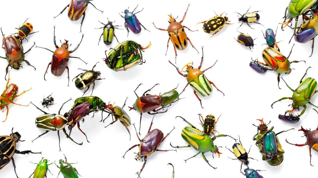 احتمال انقراض حشرات در قرن آینده وجود دارد