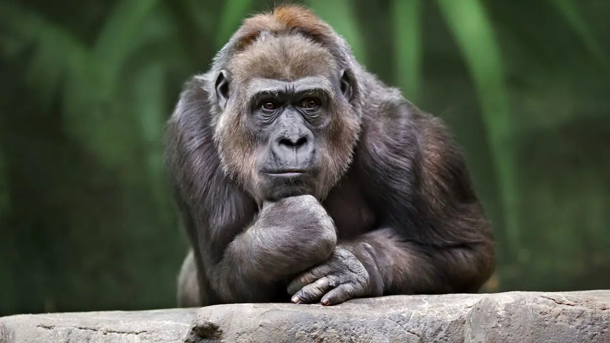 شامپانزه‌ها شبیه انسان‌ها با هم حرف می‌زنند!