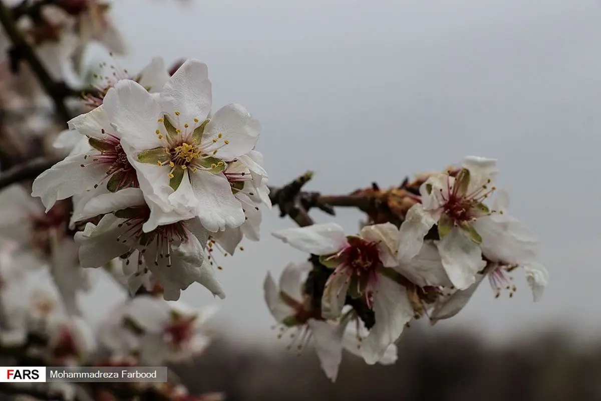 نوید بهار با شکوفه‌های بادام
