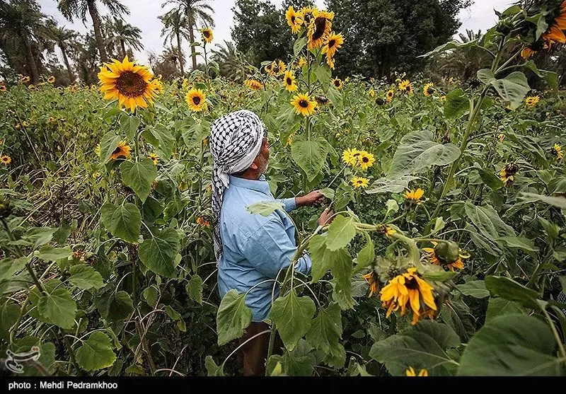 مزارع آفتابگردان در اهواز