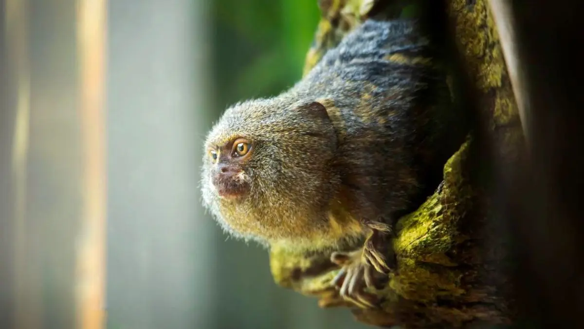 عکس روز نشنال جئوگرافیک، میمون کوتوله درختی