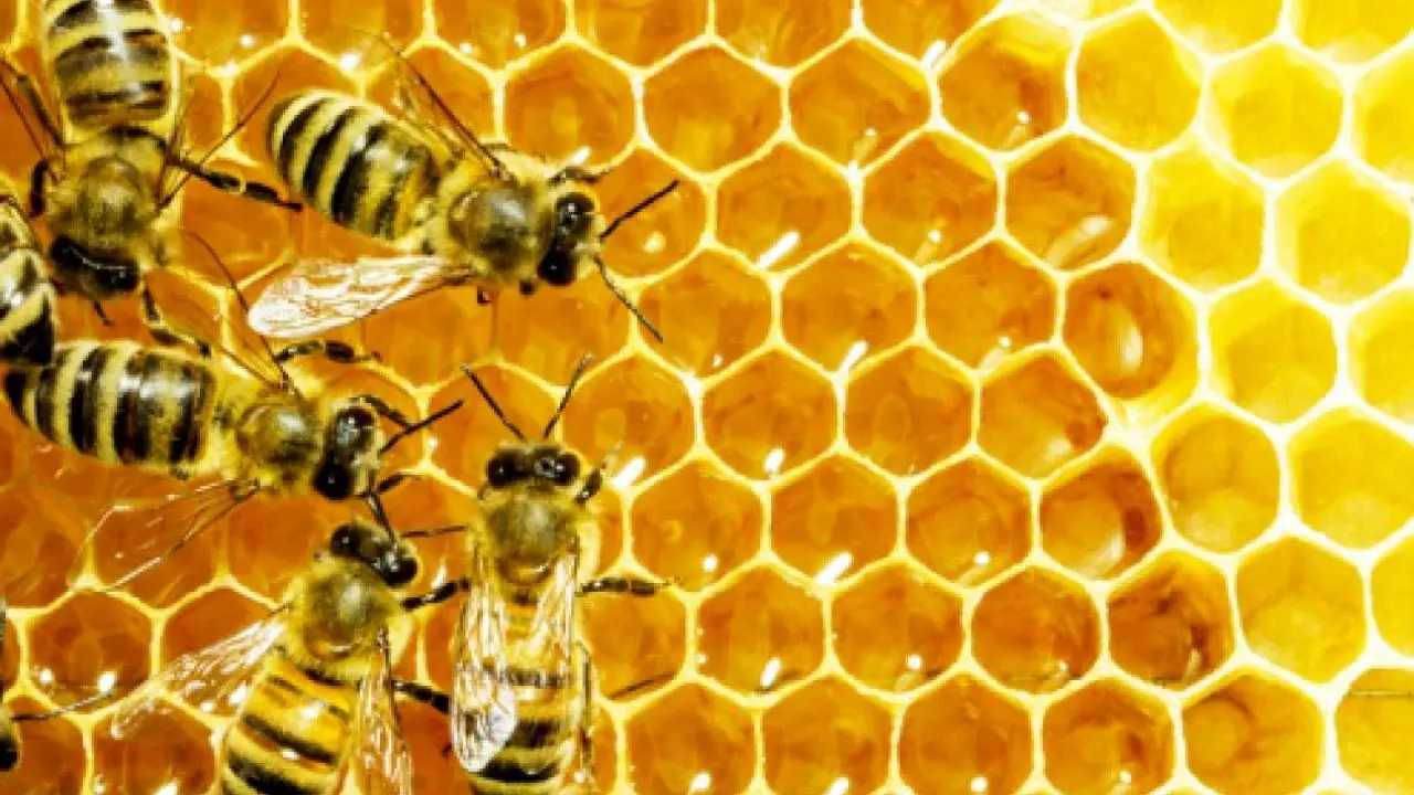 ابداع روش جدیدی برای پرورش زنبورهای مقاوم در برابر بیماری