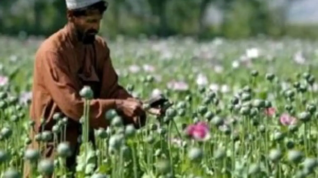 آمریکا برنامه مبارزه با مواد مخدر در افغانستان را متوقف کرد
