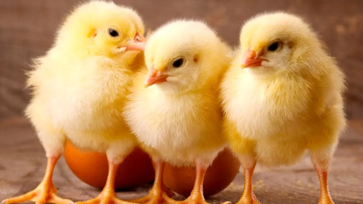 247 میلیون قطعه جوجه‌ریزی در 2 ماه اخیر انجام شد/ کاهش قیمت مرغ در راه است