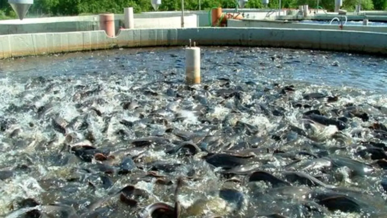 سالانه یک میلیون و 200 هزارتن ماهی در کشور تولید می‌شود