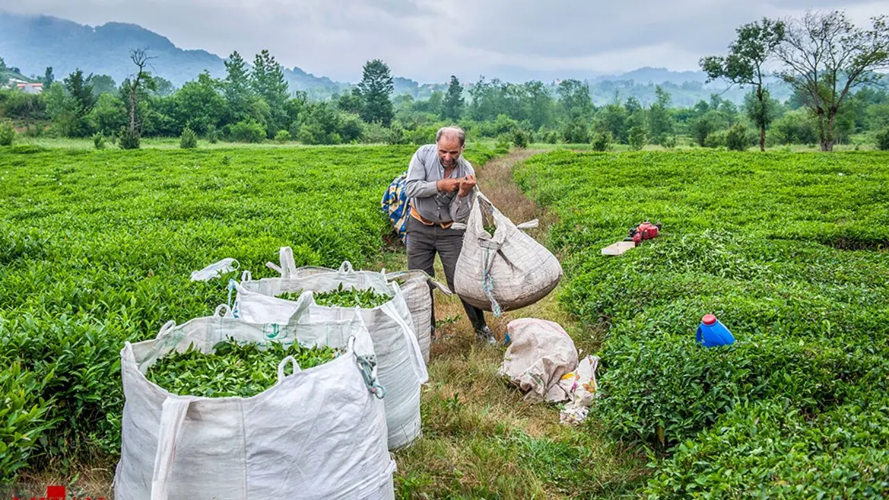 افزایش تولید چای با احیای مزارع رها شده/ تعیین نرخ خرید تضمینی چای برابر با هزینه‌های تولید