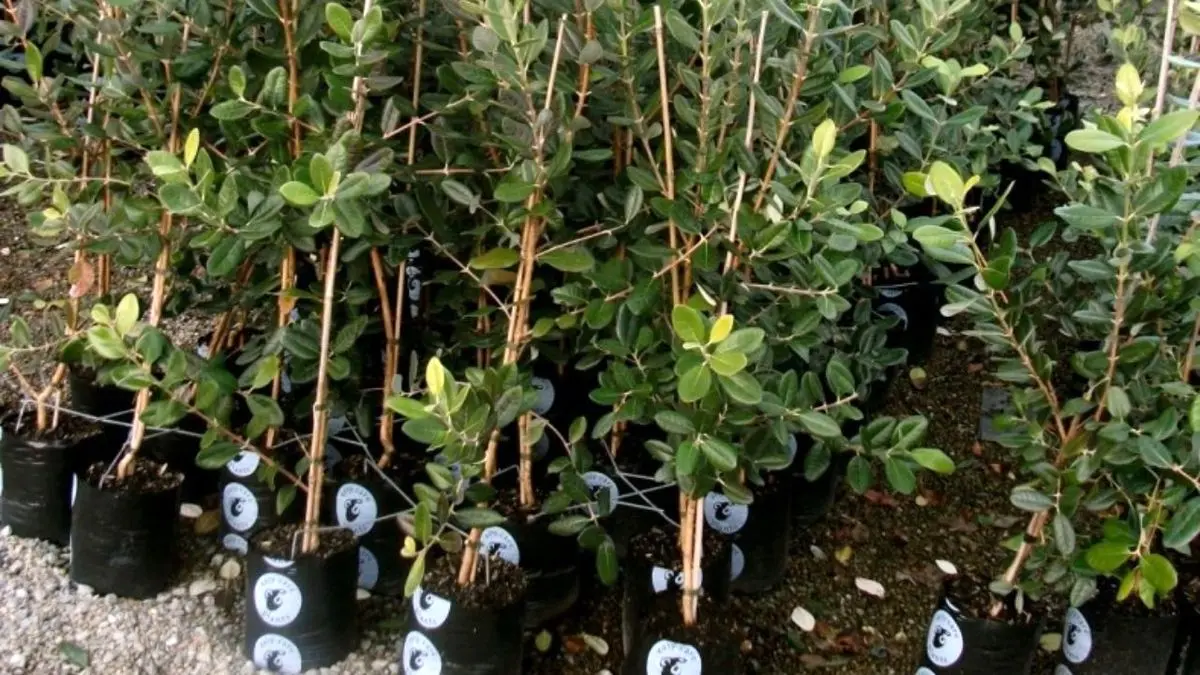 باغداران فقط از مراکز مجوزدار نهال تهیه کنند