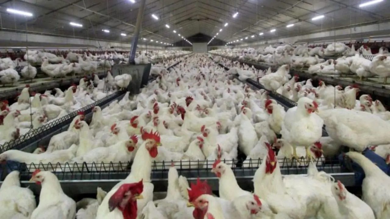 افتتاح بزرگ‌ترین واحد تولید مرغ مادر تخم‌گذار در کشور