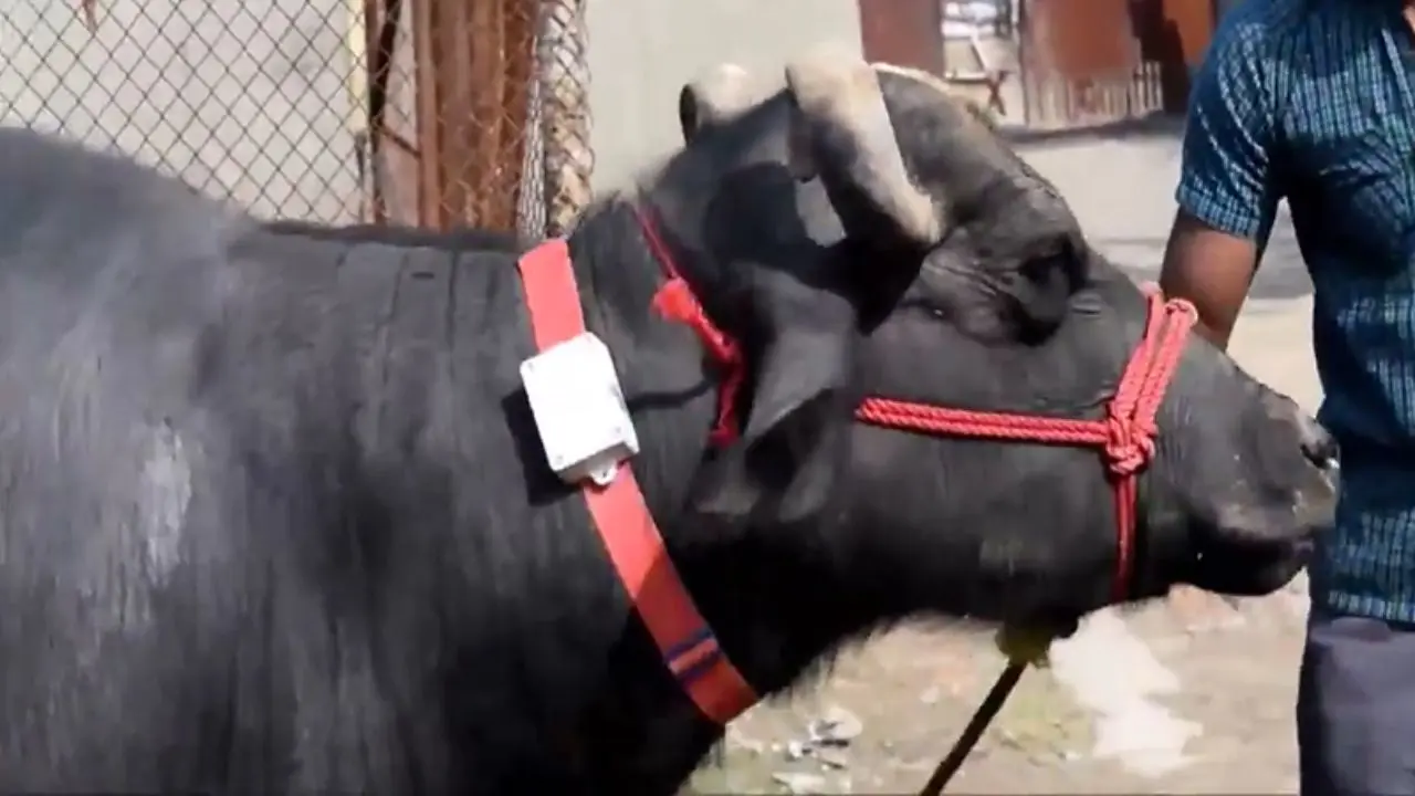ابداع قلاده‌ای برای رصد سلامت گاوها + ویدئو
