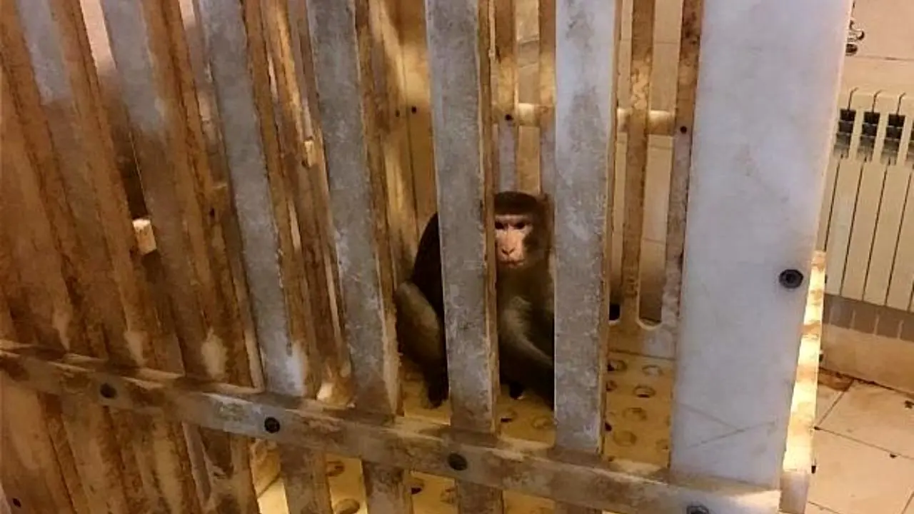 میمون بازیگوش، دانشگاه آزاد را به هم ریخت