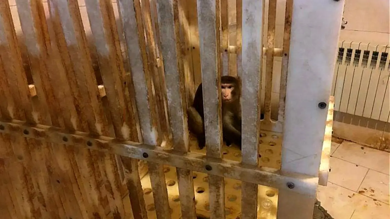 به دام انداختن میمون متواری در تهران + تصاویر