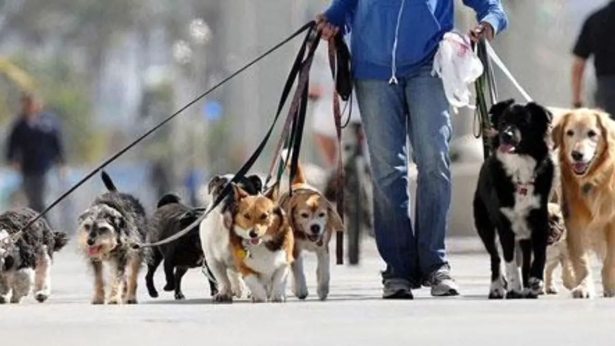ممنوعیت سگ‌گردانی در معابر عمومی صعومه‌سرا/ با رانندگان یا سرنشینان بی‌حجاب برخورد می‌شود