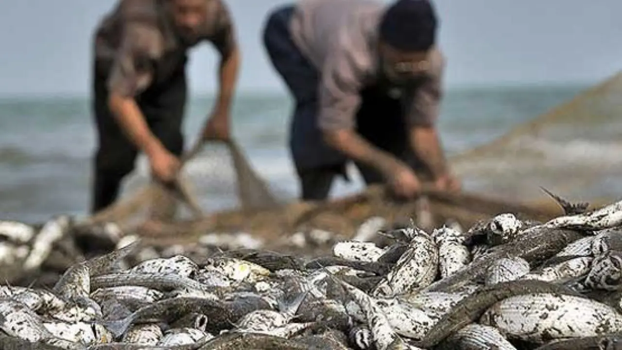 افزایش 65 درصدی صید ماهیان استخوانی دریای خزر