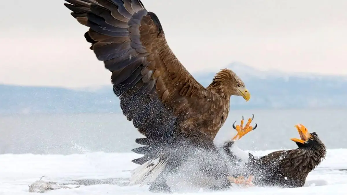 عکس روز نشنال جئوگرافیک، جیغ عقاب‌ها