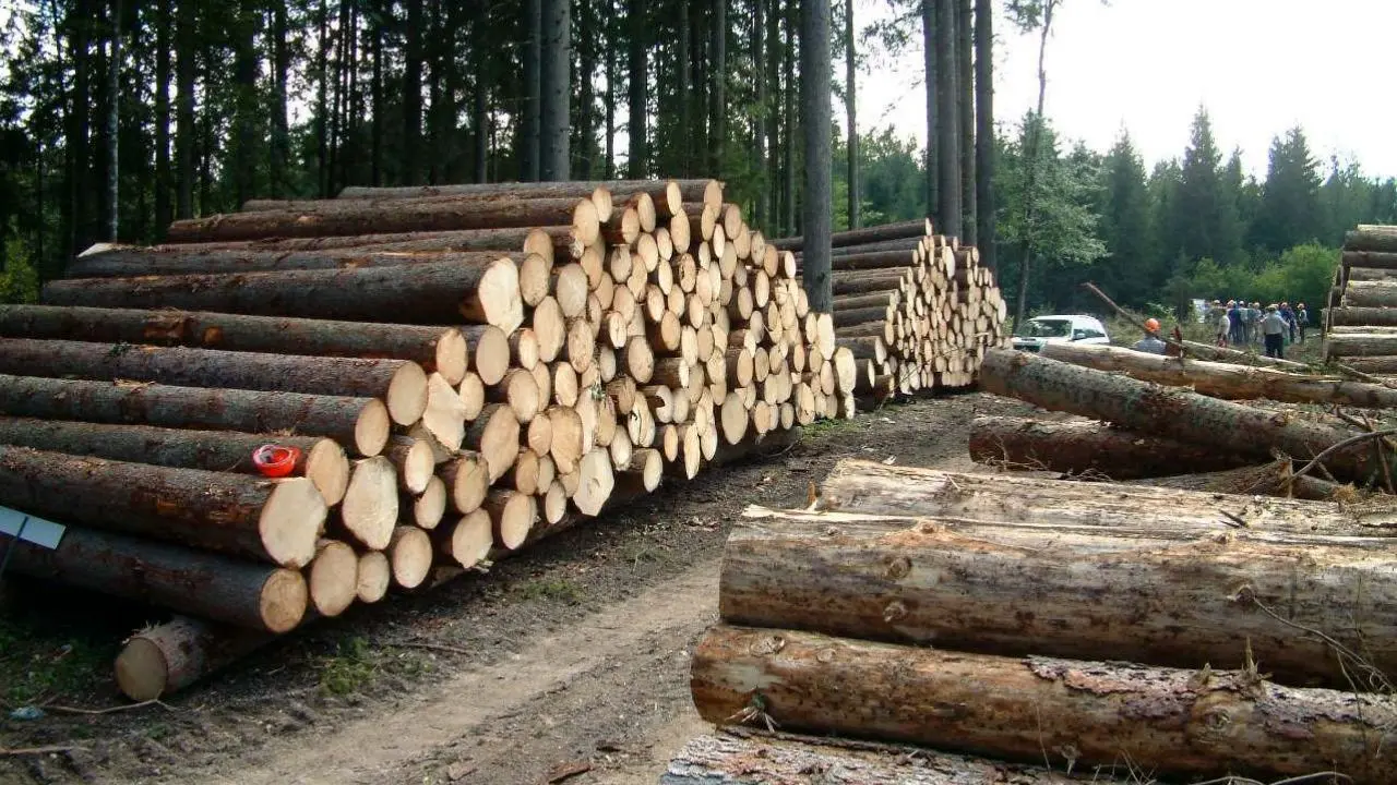 قاچاق چوب در کشور وجود دارد / سرعت احیای جنگل ها بیشتر از تخریب آنهاست