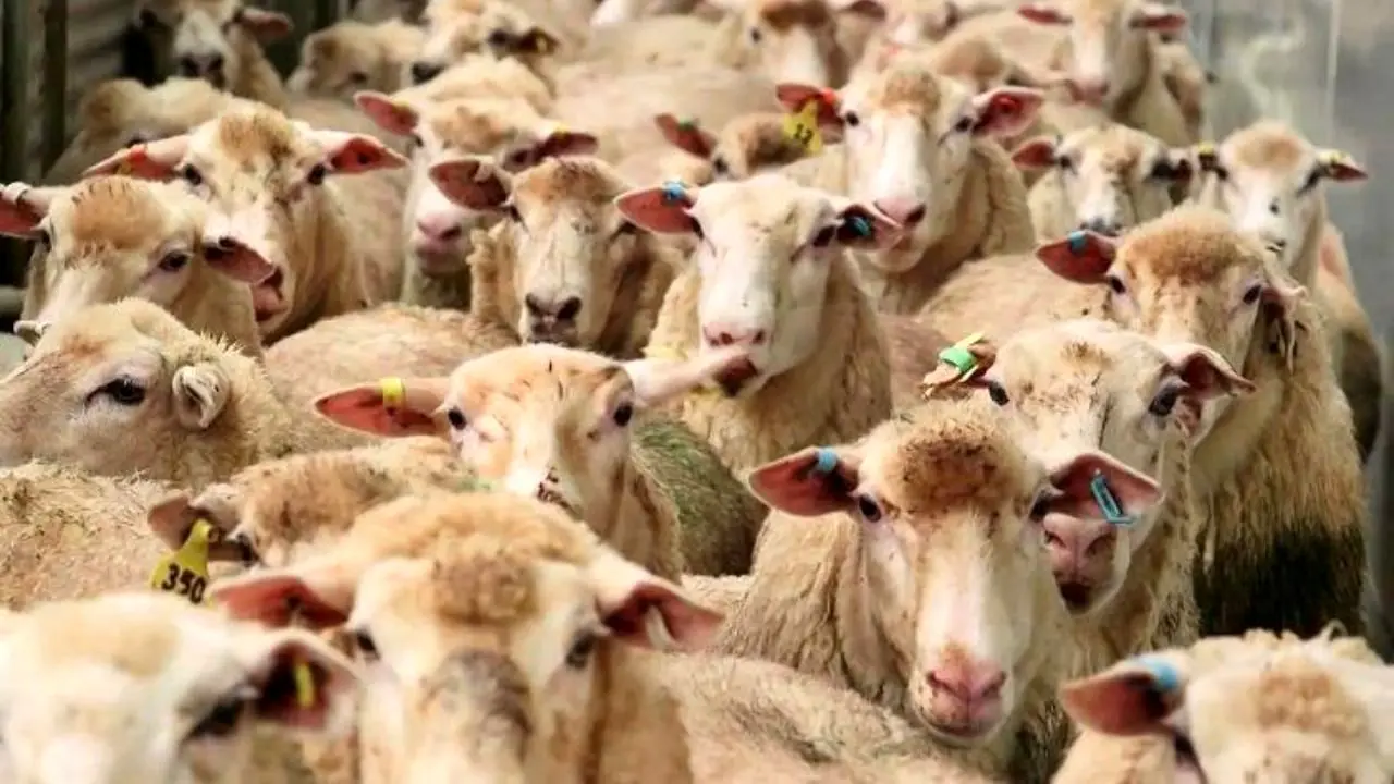 50 هزار راس دام زنده اواخر هفته وارد کشور می‌شود/ توزیع گوشت به وزارت صنعت محول شده است
