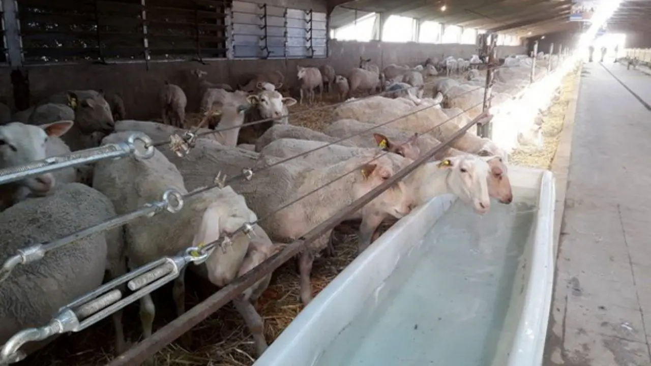 واردات 90 هزار راس گوسفند زنده برای حفظ تعادل در بازار