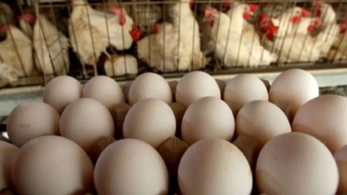 674 هزار تن تخم مرغ و 2.5 میلیون تن مرغ تولید شد