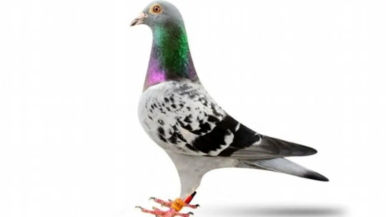 رکورد گران‌ترین کبوتر جهان شکست