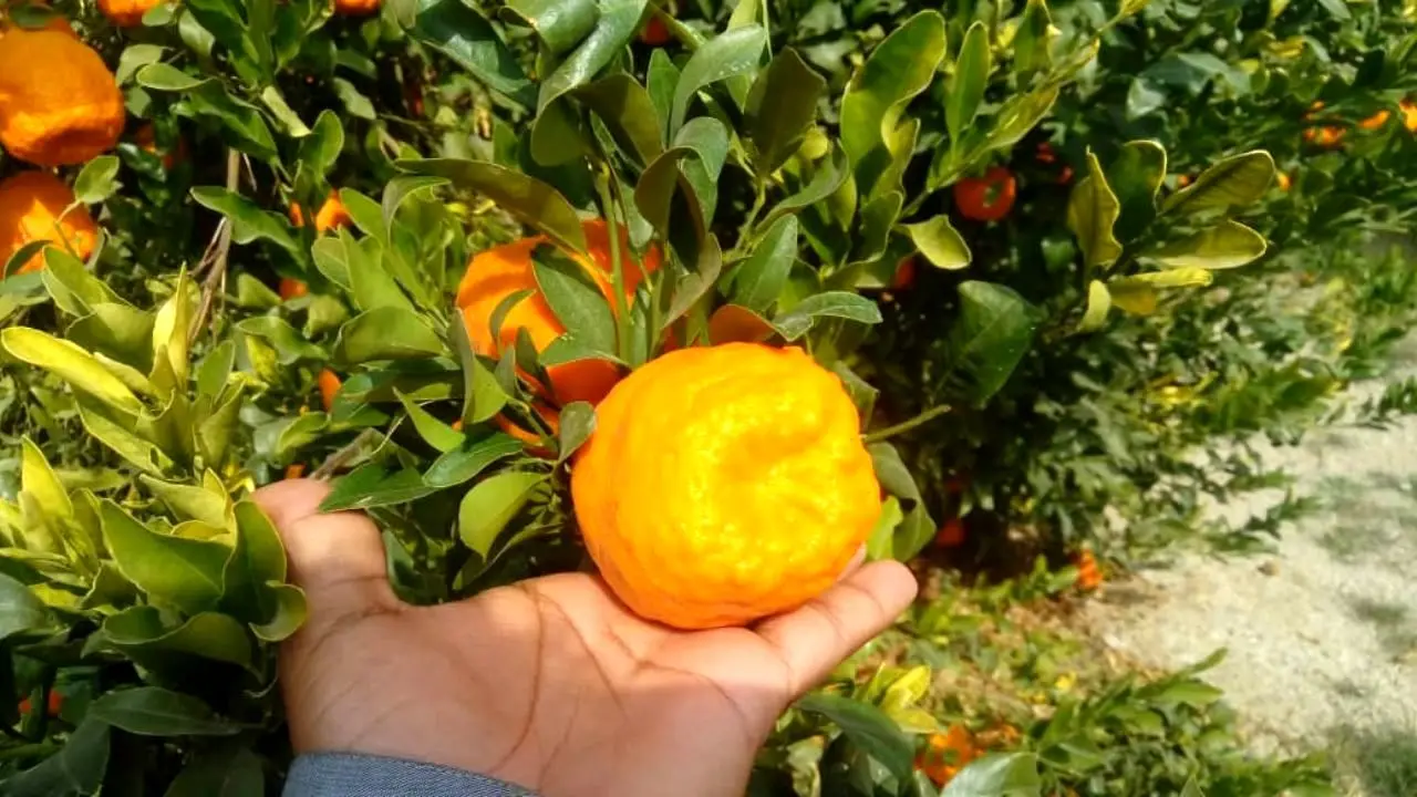 نارنگی بندری هر کیلو 16 هزار تومان